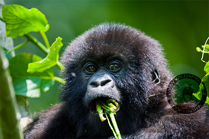 Gorila horská, D.R.Kongo
