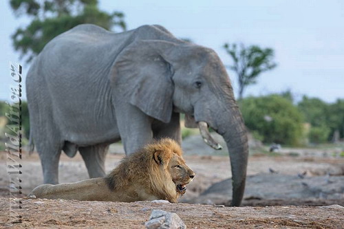 Sloní samci si ze lvů obvykle nic nedělají