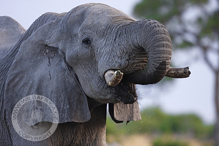sloní chobot slouží i pro pití