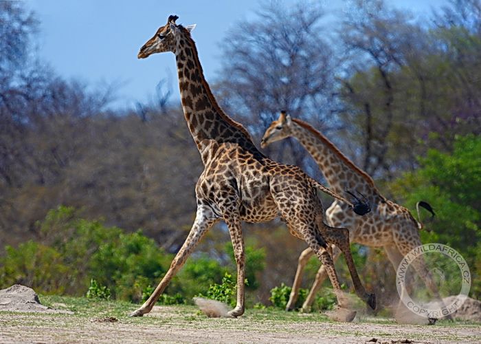 Žirafa kapská při běhu