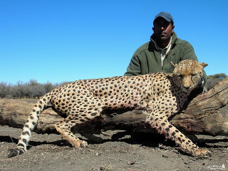 Ani gepard neunikne kulkám těchto vrahů.