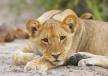 Lvíče, Botswana