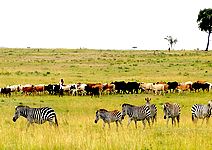 Masajové a jejich dobytek