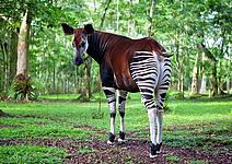 okapi