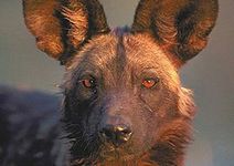 Pes hyenový 