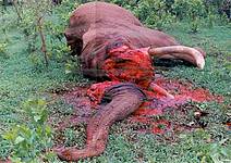 Slon zavražděný pytláky