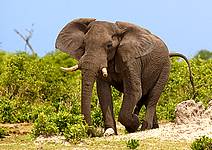 slon africký