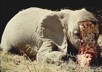 Zabitý slon pytláky