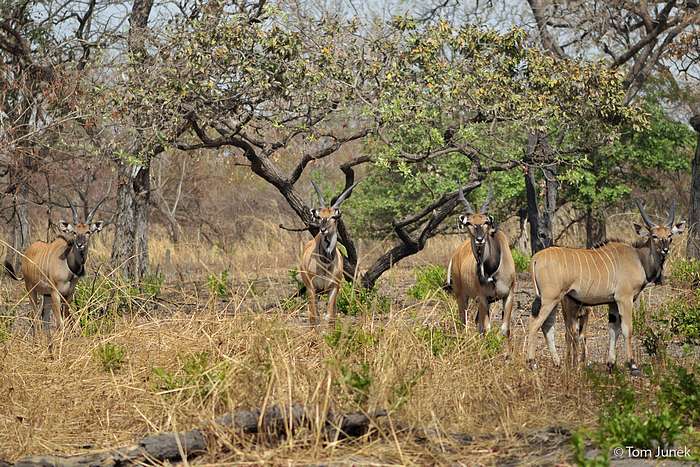 Tragelaphus derbianus derbianus (Giant Eland)