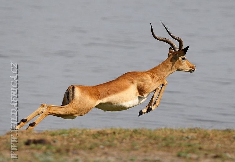 Impala, Botswana