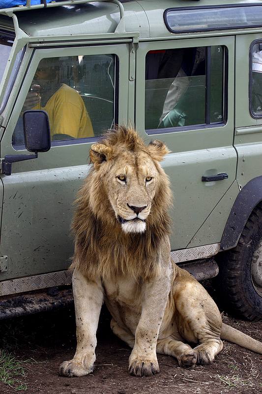 Lev, Tanzánie