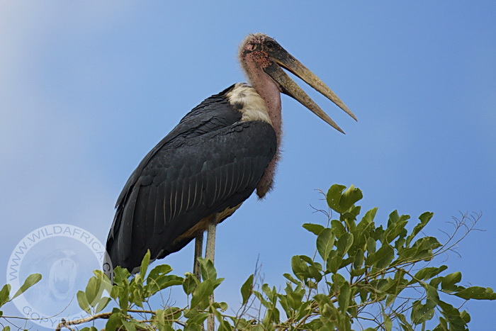 Marabu