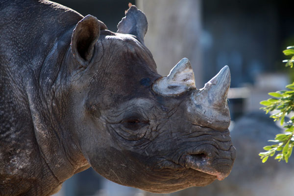 Nosorožec dvourohý západní. V přírodě vyhuben - 2011.