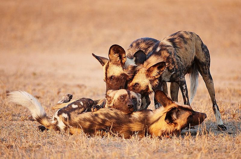 Pes hyenový, hrající si smečka