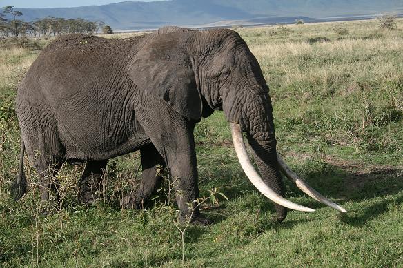 Slon s obrovskými kly, které dnes u slonů již nejsou běžné