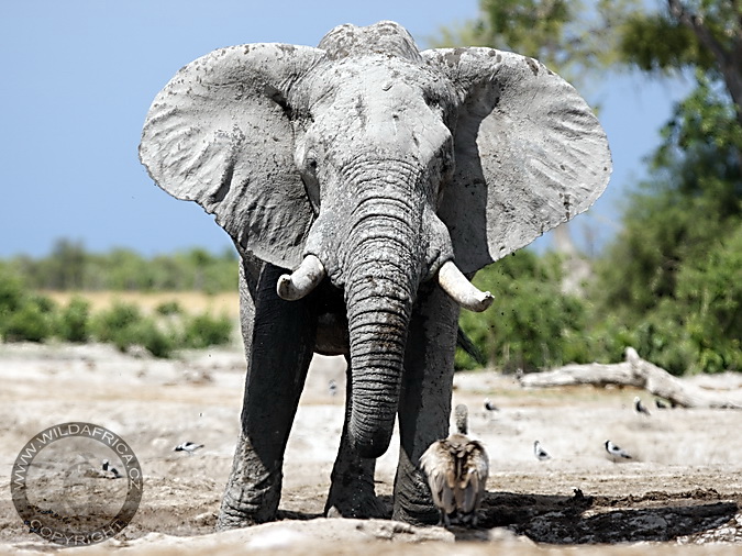 Sloní uši jsou obrovké ventilátory