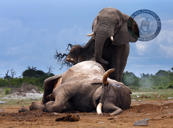 Mladý slon naznačuje dominanci