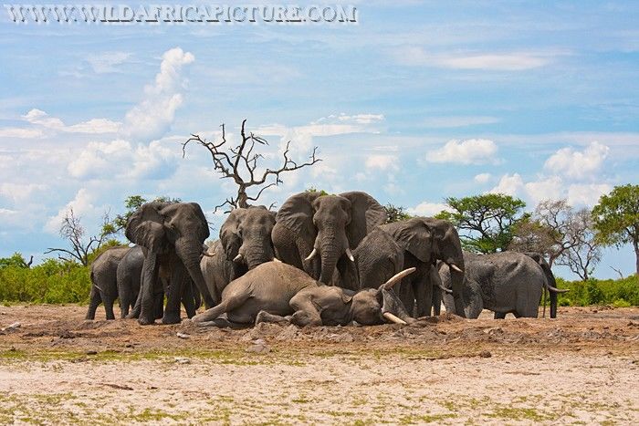 Sloni obstoupili mrtvolu a zjišťovali zejména pach mrtvého slona