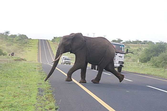 Zmatený slon ze stáda se vrací přes silnici zpět.