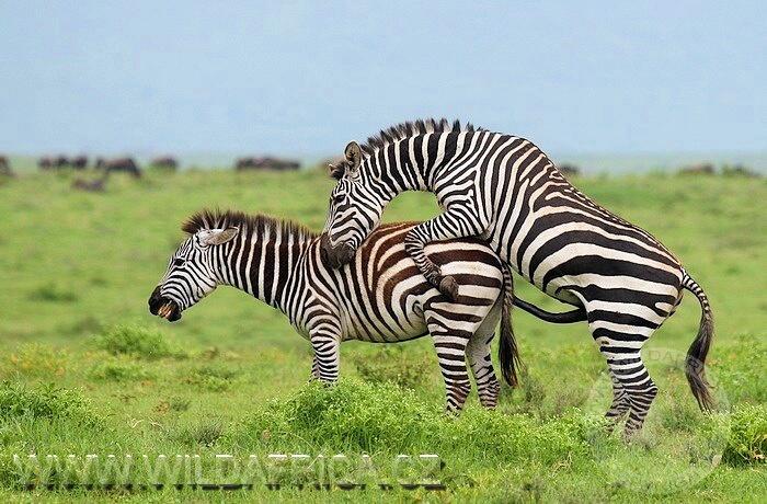 Zebra Böhmova, Ngorongoro