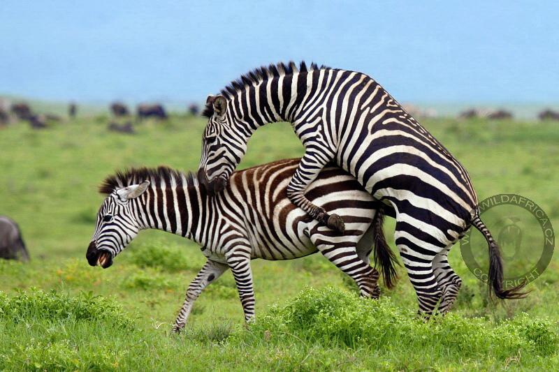 Zebra Böhmova, Ngorongoro