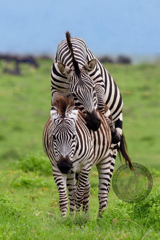 Zebra Böhmova, Ngorongoro