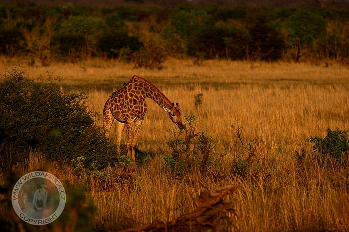 Žirafa kapská, Zimbabwe