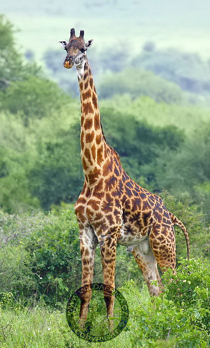 Žirafa masajská, mladý samec