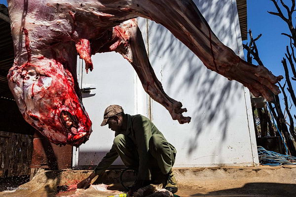 Lovy v Africe, kruté zabíjení zvířat
