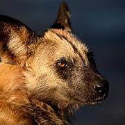 Pes hyenový