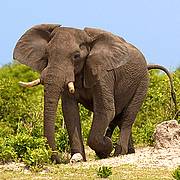 Slon africký