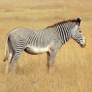 zebra grevyho1