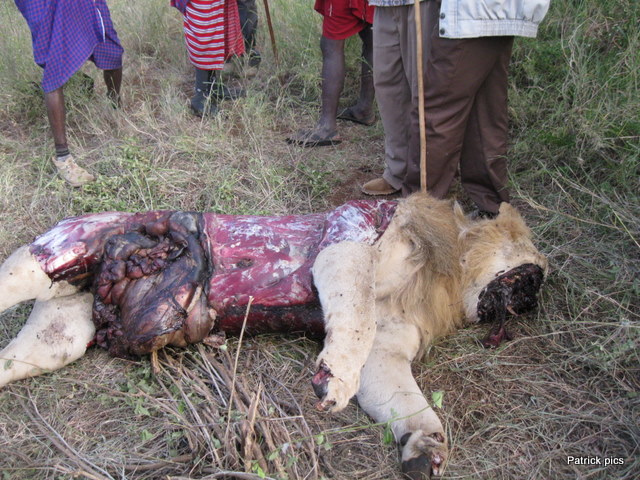 Lvi jsou často tráveni Furadanem, pak se také stávají obětí msty domorodců.