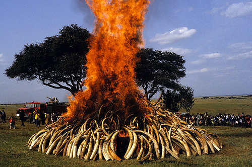 Demonstrativní pálení slonoviny k ničemu nevede.