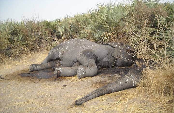 Sloni, kteří byli postříleni cca 3 týdny zpět v Čadu. Bylo zabito minimálně 15 zvířat.