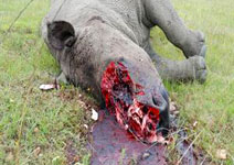Nosorožci se zabíjí kvůli rohům