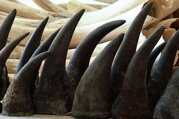 Sklad nosorožčích rohů a sloních klů