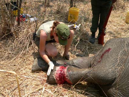 Co mohou pytlácká oka způsobit, vidíte na téhle fotce, kde má slon rozřezané maso až na kost.