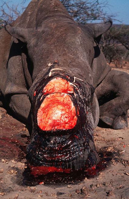 Nosorožci se zabíjí kvůli rohům, které nemají žádné léčivé ani jiné účinky. Je to v podstatě lidský nehet.