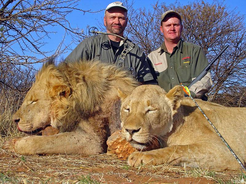 Lev a lvice zaviti pouze pro zábavu svých vrahů.
