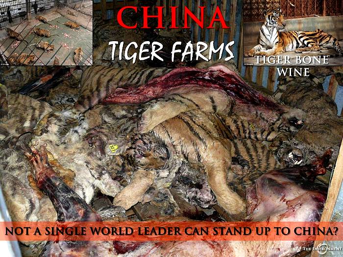 Tygři i lvi se v Asii používají například k výrobě vína. Tygří farmy by měly být ihned zakázány.