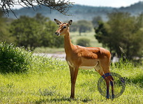 Impala - samice, Tanzánie