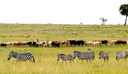Masajové s dobytkem pronikají často za hranice do směrem do centra parku. V pozadí masajské krávy.