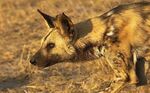 Pes hyenový