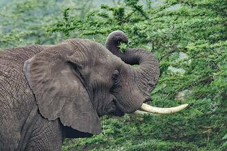 slon využívá svůj chobot jako víceúčelový orgán