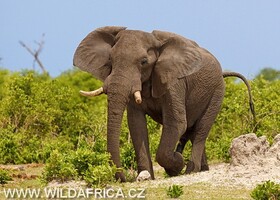 sloní samec, Botswana