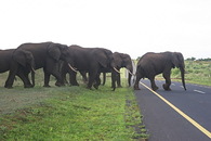 Sloní stádo přechází přes silnici