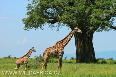 Žirafa masajská s mládětem, Tanzánie