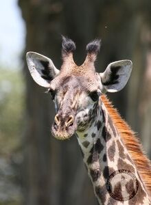 Žirafa masajská, mládě