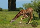 Žirafa masajská, Tanzánie